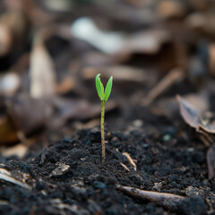 Green Shoot Emerging from Dry Soil - Symbol of Regeneration 