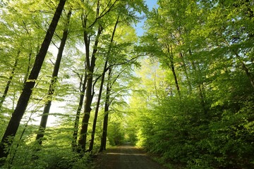 Trail through spring deciduous forest, Poland