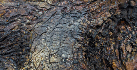 Structure of a tree bark close-up. Natural background.