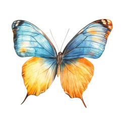 Fototapeta premium Vibrant blue and orange butterfly with detailed wing patterns, cut out - stock png.