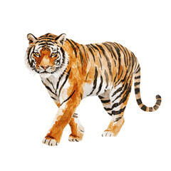 Obraz premium Watercolor tiger illustration of majestic bengal tiger with distinctive stripes, cut out - stock png.