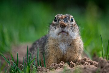 A speckled ground squirrel digs a hole in the sand and gets angry at being distracted. Critically endangered species