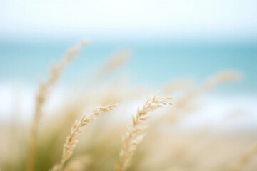 Fototapeta premium close up of wheat field