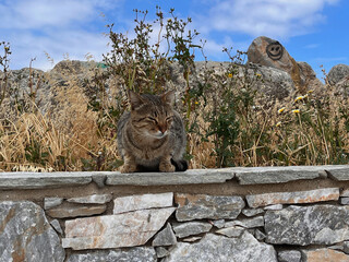 Cat on a stone wall with painted smiley face in the background, rural Cyclades