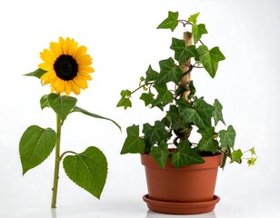 Obraz premium Vibrant Sunflower and Lush Ivy Plant in Terracotta Pot
