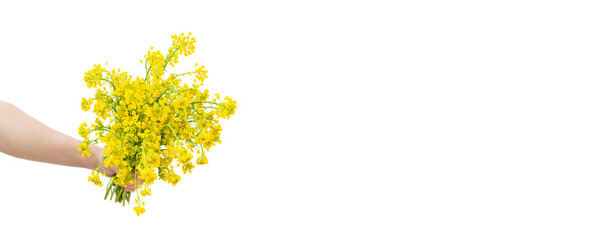 Banner for inscription with place for text, male hand holding yellow flowers on white background