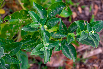 Ashwagandha green plant or withania somnifera plant grow in garden. ayurvedic medicine plant