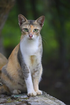 portrait of a cat