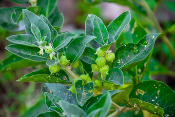 Ashwagandha green plant or withania somnifera plant grow in garden. ayurvedic medicine plant