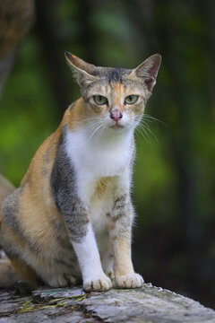portrait of a cat