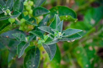 Ashwagandha green plant or withania somnifera plant grow in garden. ayurvedic medicine plant