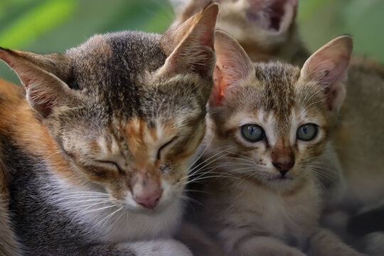 portrait of a cat