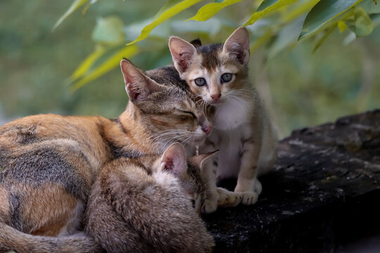 Mother cat with her kitten.