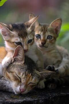 cat and kitten