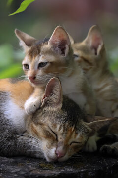 Mother cat with her kitten.