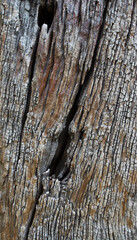 Wood background. Old wood texture with natural patterns