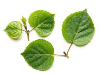 Obraz premium Three fresh green leaves with stems on a white background, isolated