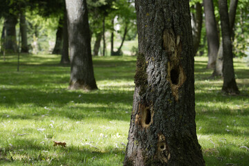 Woodpecker holes decorating tree trunk in public park