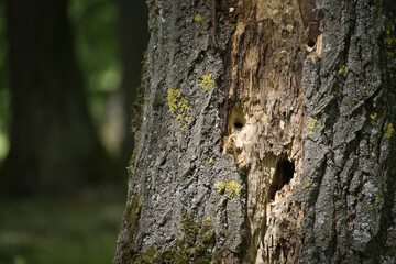 Woodpecker holes showing on damaged tree bark in forest
