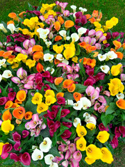 beautiful flowers on a green field