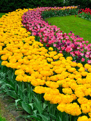 beautiful flowers on a green field