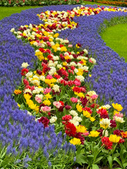 beautiful flowers on a green field