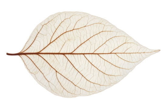 Close-up of a leaf showing intricate vein pattern and structure, cut out - stock png.