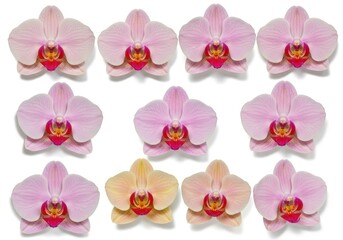 Arrangement of pink and yellow orchid flowers on white background