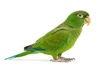 Olive-throated parakeet perched on a white background in studio lighting