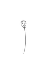 Twig of delicate beautiful bud flower outline drawing hand drawn single isolated white background