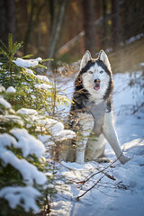 Siberian Husky in Nature - Winter Landscape with Dog. Happy Husky in Winter Sunlight.