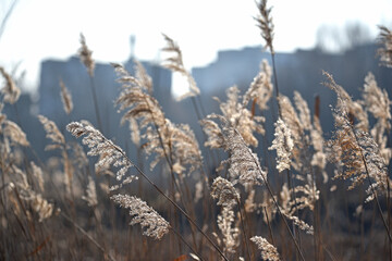 Phragmites. autumn reeds. Golden, dry winter sedge phragmites australis in selective focus....