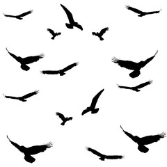 silhouettes of birds, Birds flock on white background 