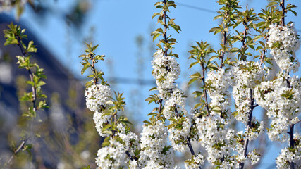 Prunus avium. the cherry tree is in bloom. white flowers. cherry blossom tree in garden spring. lush flowering, on a branch. flowering season. fruit tree, gardening. close-up