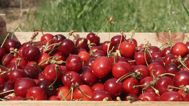 cerise cagette cueillette
