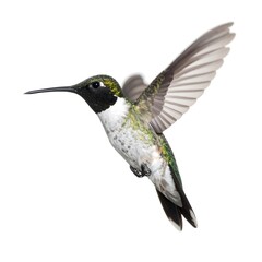 Obraz premium Green and White Hummingbird in Flight Against White Background