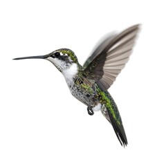Fototapeta premium Hummingbird in Flight Against White Background