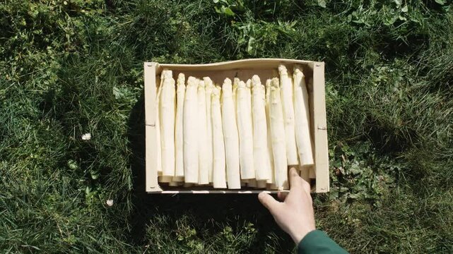 asperge cagette