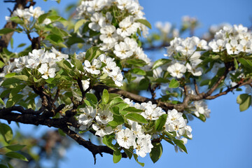 pear flowers. blooming tree in the garden. white delicate flowers and green and young leaves. Malinae, Springtide. Branches of flowering pears on a green background. close-up. pear in the forest