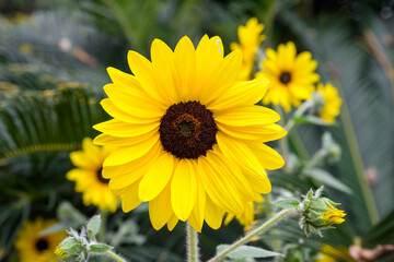 Close-up of a blooming sunflower