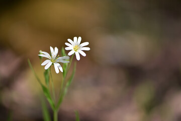 Stellaria holostea. delicate forest flowers of the chickweed, Stellaria holostea or Echte...