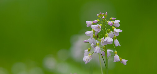 Beautiful close-up of cardamine pratensis