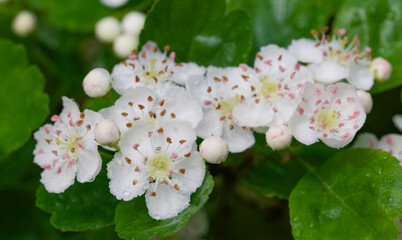 Beautiful close-up of crataegus laevigata