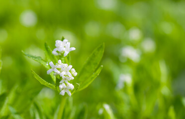 Beautiful close-up of galium odoratum