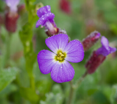 Beautiful close-up of aubrieta deltoidea
