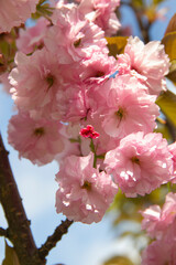 pink cherry blossom in spring on blue sky background