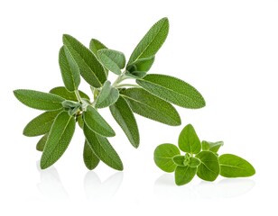 Obraz premium Fresh Green Sage and Oregano Sprigs on White