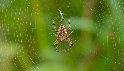 Macro nature close-up of a creepy hairy spider on its web
