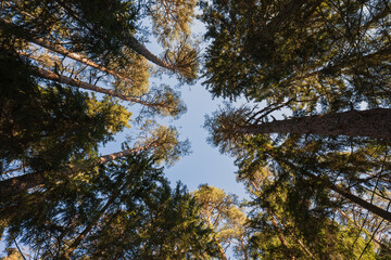 Tops of tall pine trees converge into a circle, framing a patch of clear blue sky; a view from below in a sunlit forest.