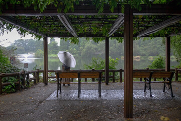 霧雨の中、藤棚の下で雨宿りをしながら池を眺める人